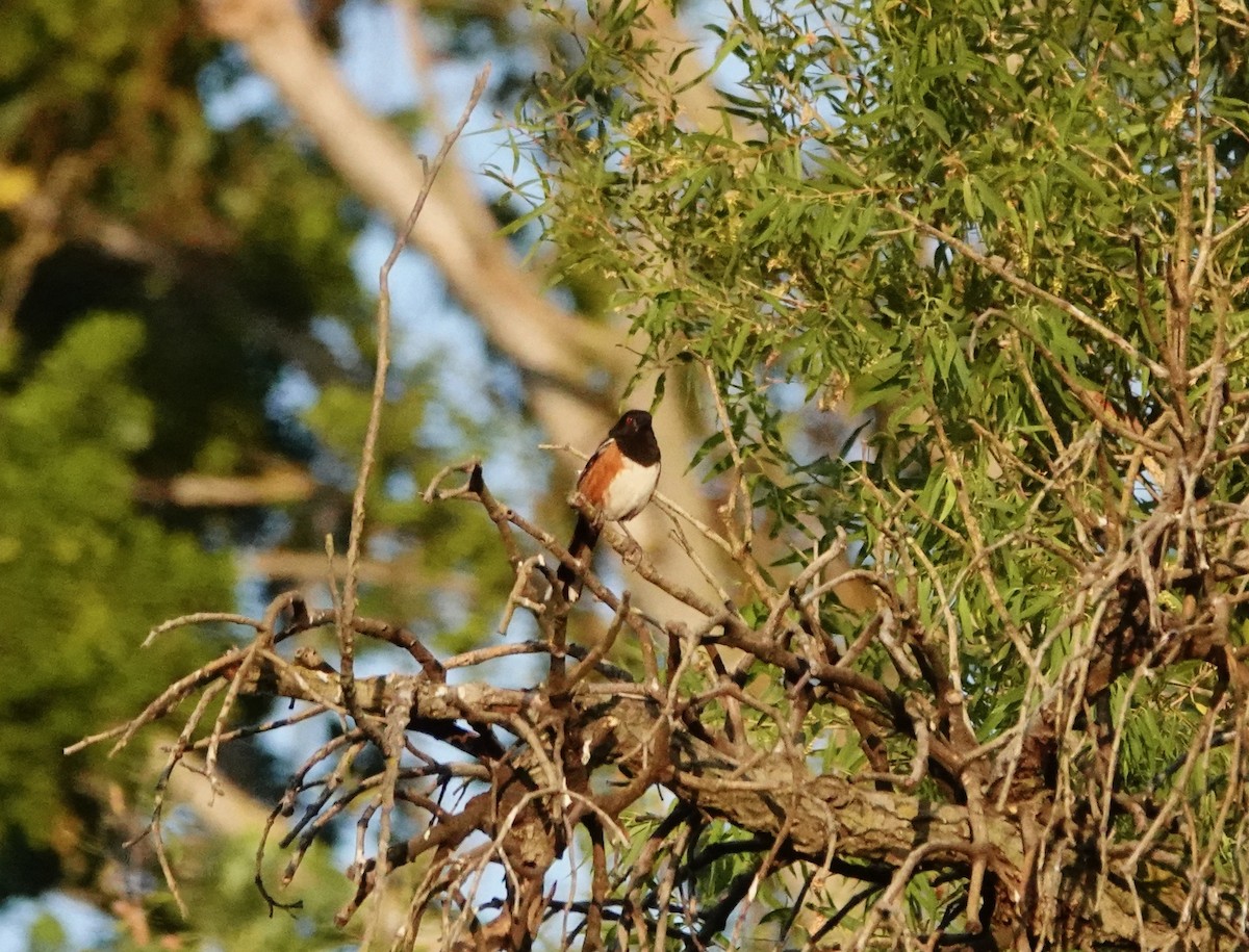 Spotted Towhee - Susan Goodrich