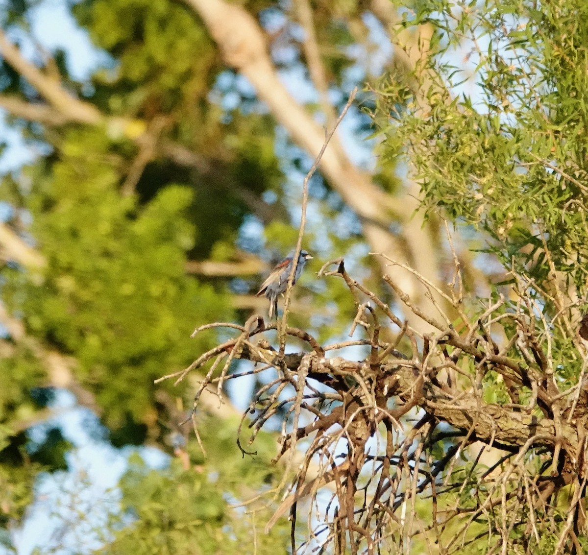 Blue Grosbeak - ML249485551