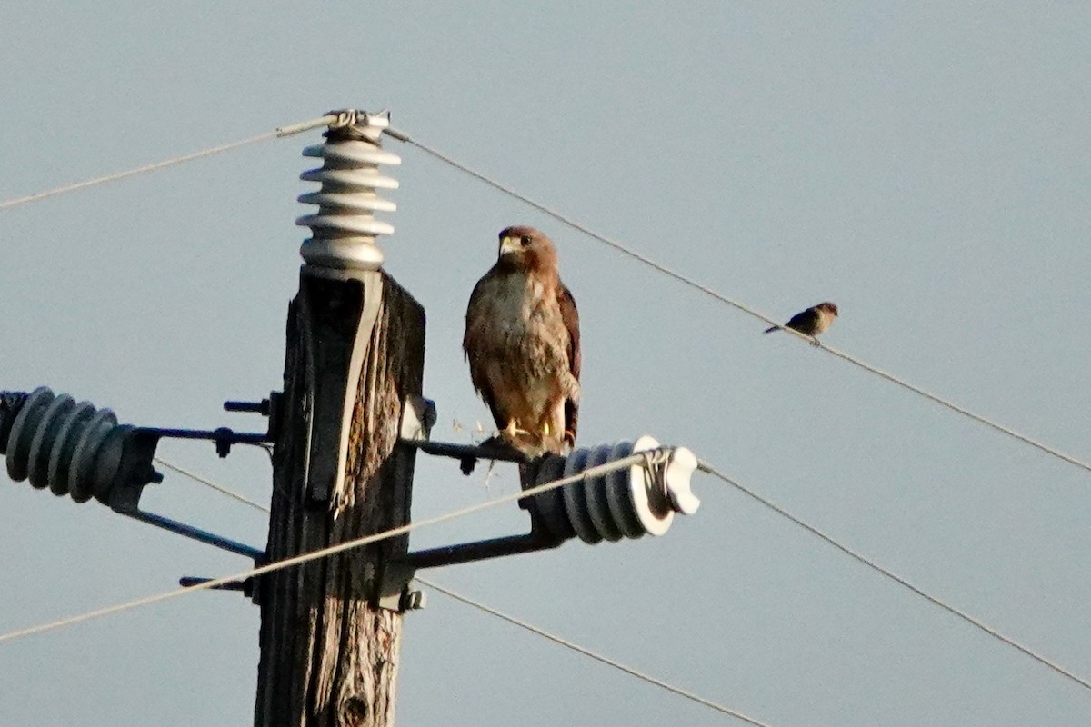 Red-tailed Hawk - ML249485791