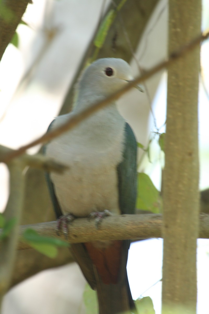 Green Imperial-Pigeon - ML249486491