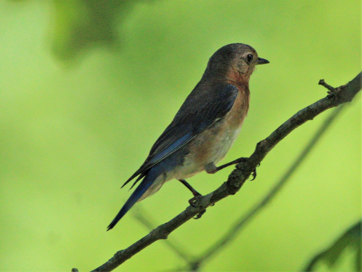 Eastern Bluebird - ML249488461