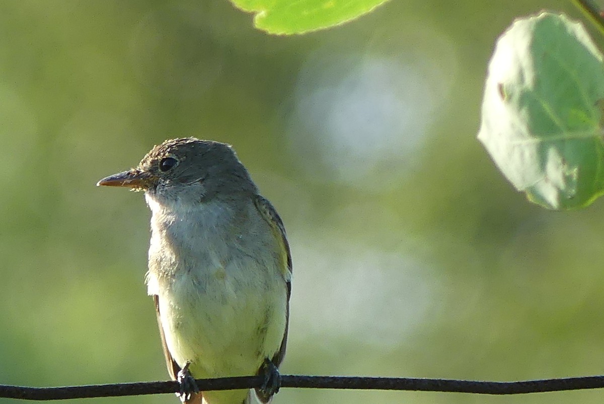 Alder Flycatcher - ML249488681