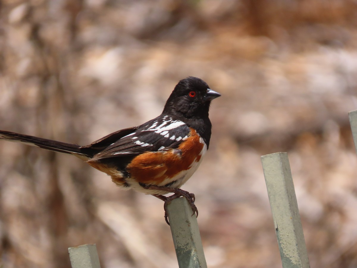 Spotted Towhee - ML249489741