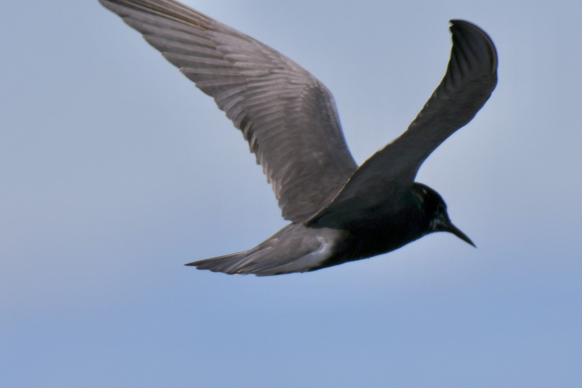 Black Tern - ML249489901