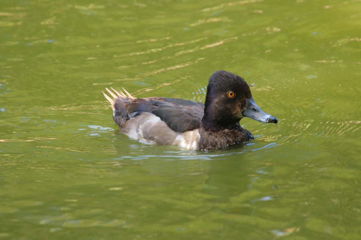 Ring-necked Duck - ML249490781