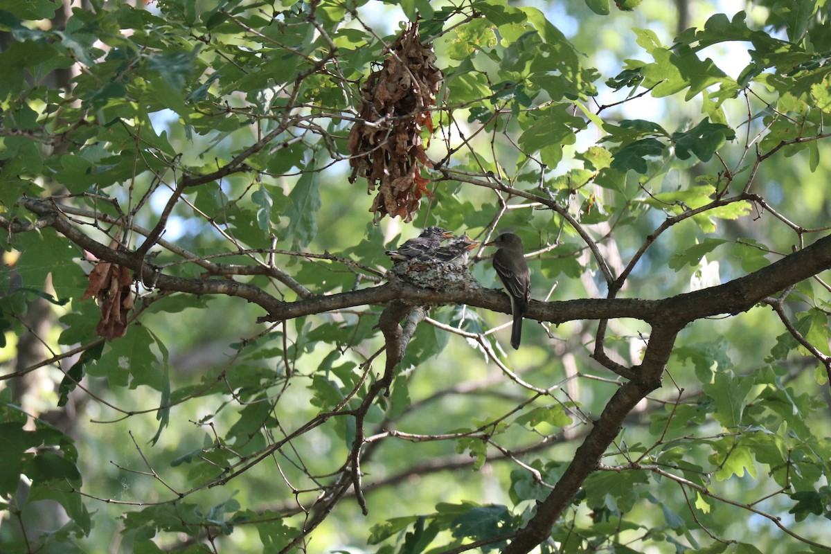 Eastern Wood-Pewee - Jeff Clark