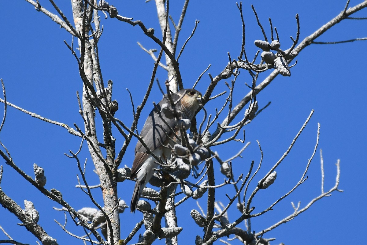 Sharp-shinned Hawk - ML249493161