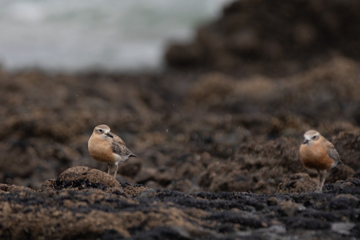 Red-breasted Dotterel - Shaun Lee