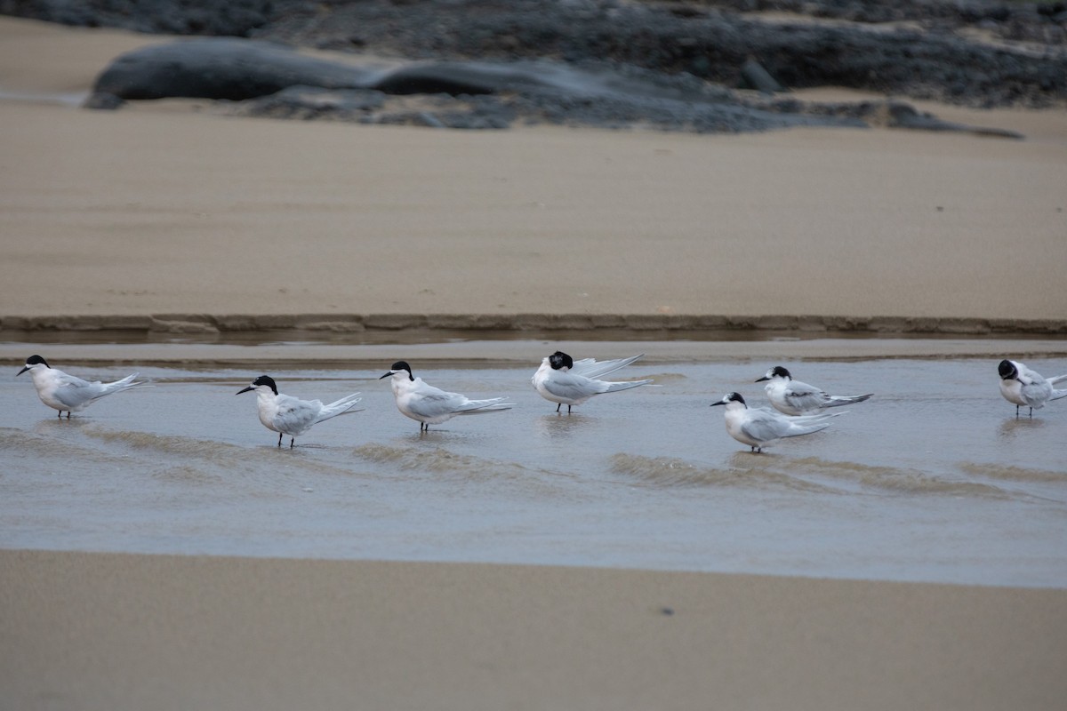 White-fronted Tern - ML249493301