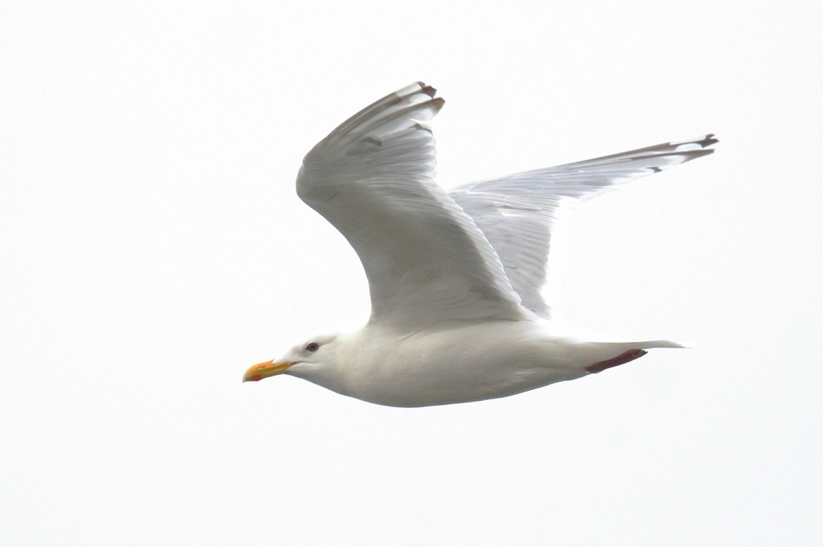 Iceland Gull (Thayer's) - ML249494471