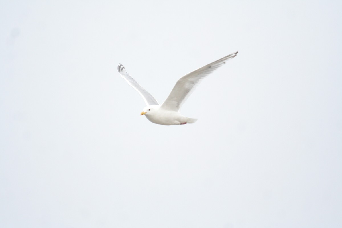 Iceland Gull (Thayer's) - Don-Jean Léandri-Breton