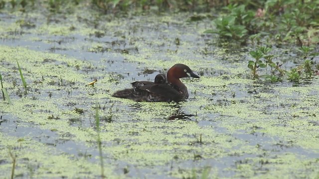 カイツブリ（ruficollis グループ） - ML249494751