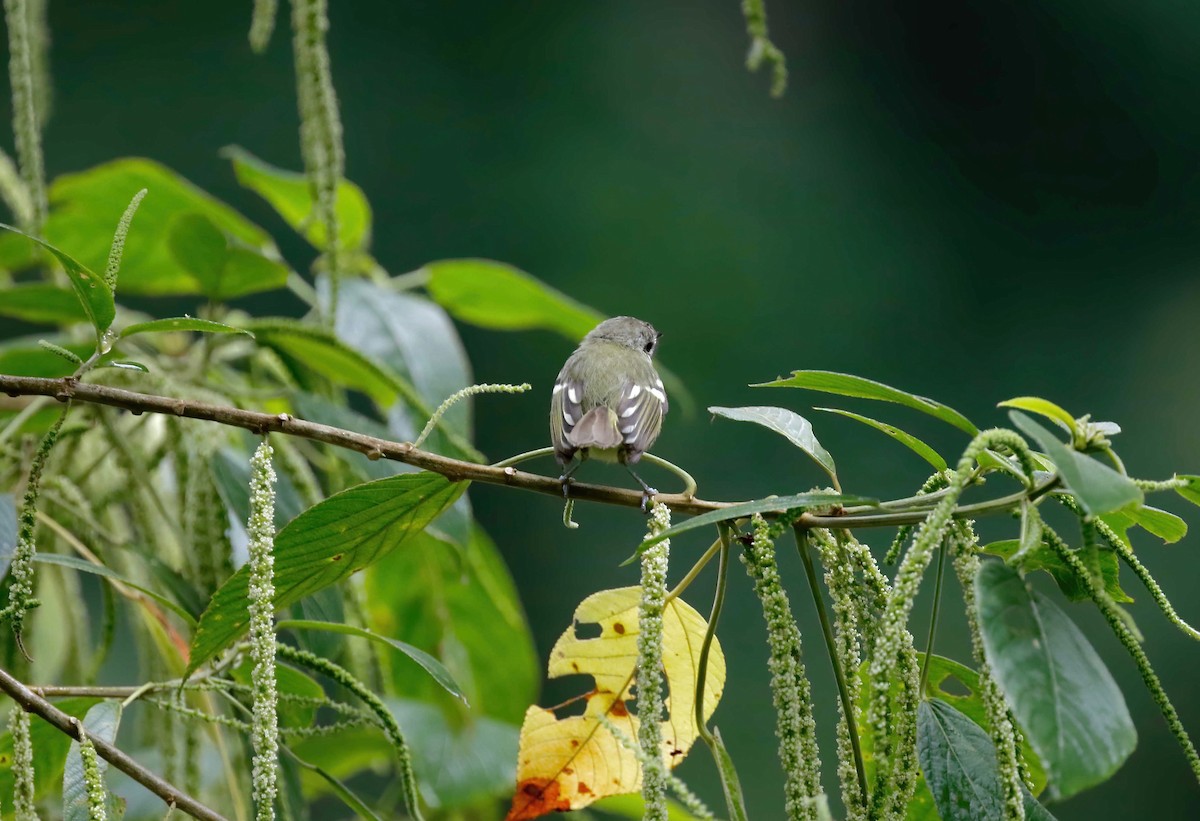 Sclater's Tyrannulet - ML249494881