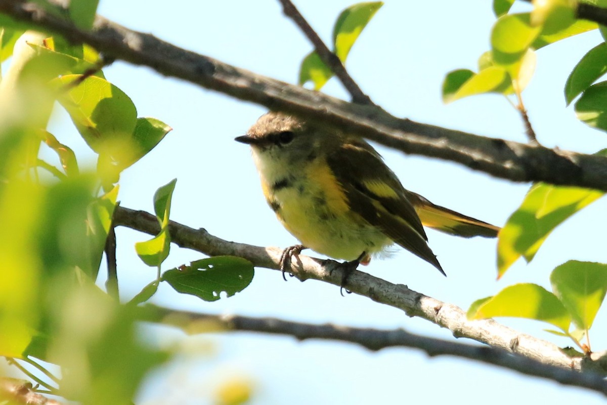 American Redstart - ML249496971