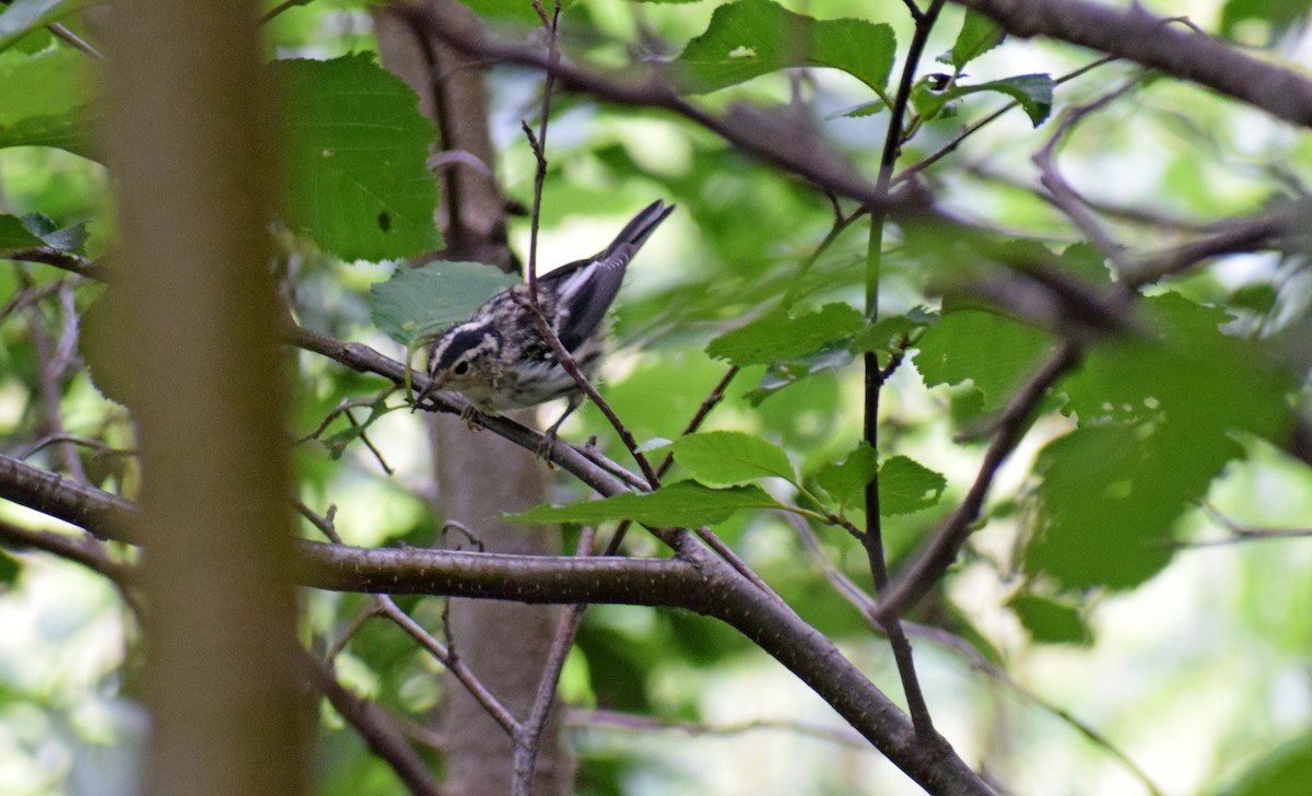 Black-and-white Warbler - ML249498791