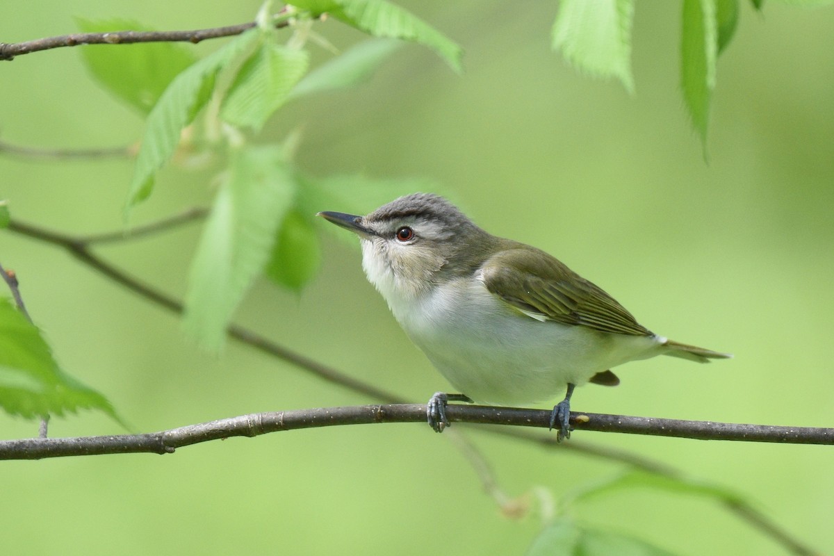 Red-eyed Vireo - ML249501931