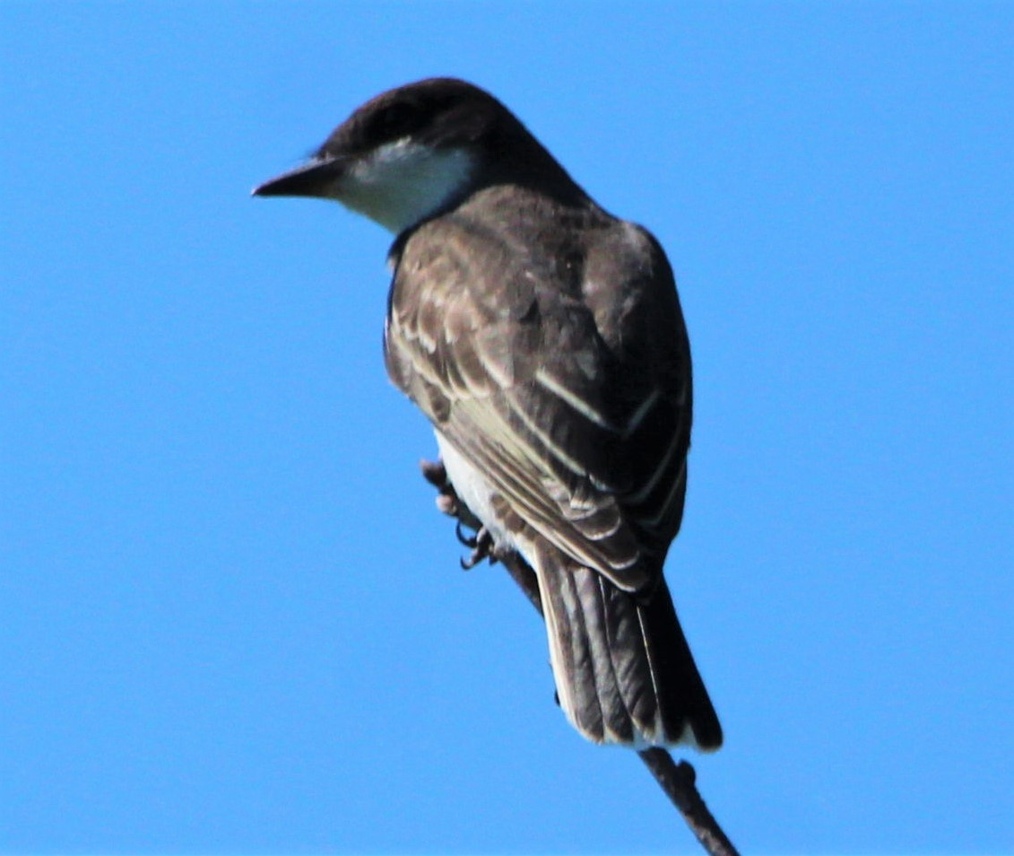 Eastern Kingbird - ML249503261