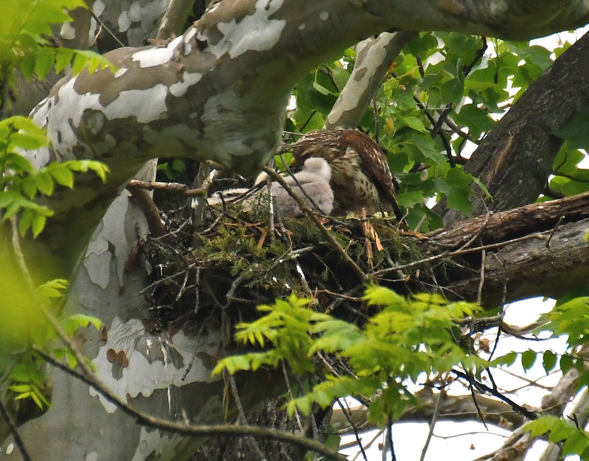 Red-shouldered Hawk - ML249503331