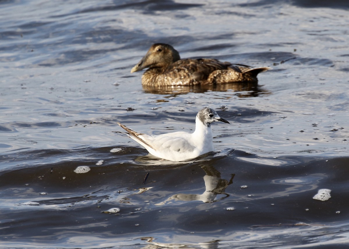 Bonaparte's Gull - Jim Sparrell