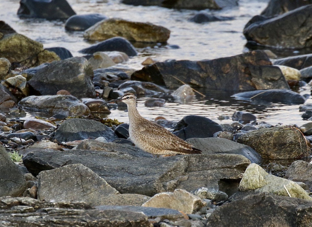 Regenbrachvogel - ML249504191