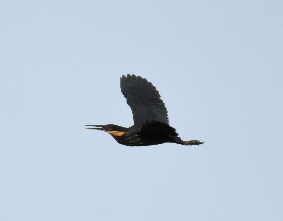 Black Bittern - ML249508091