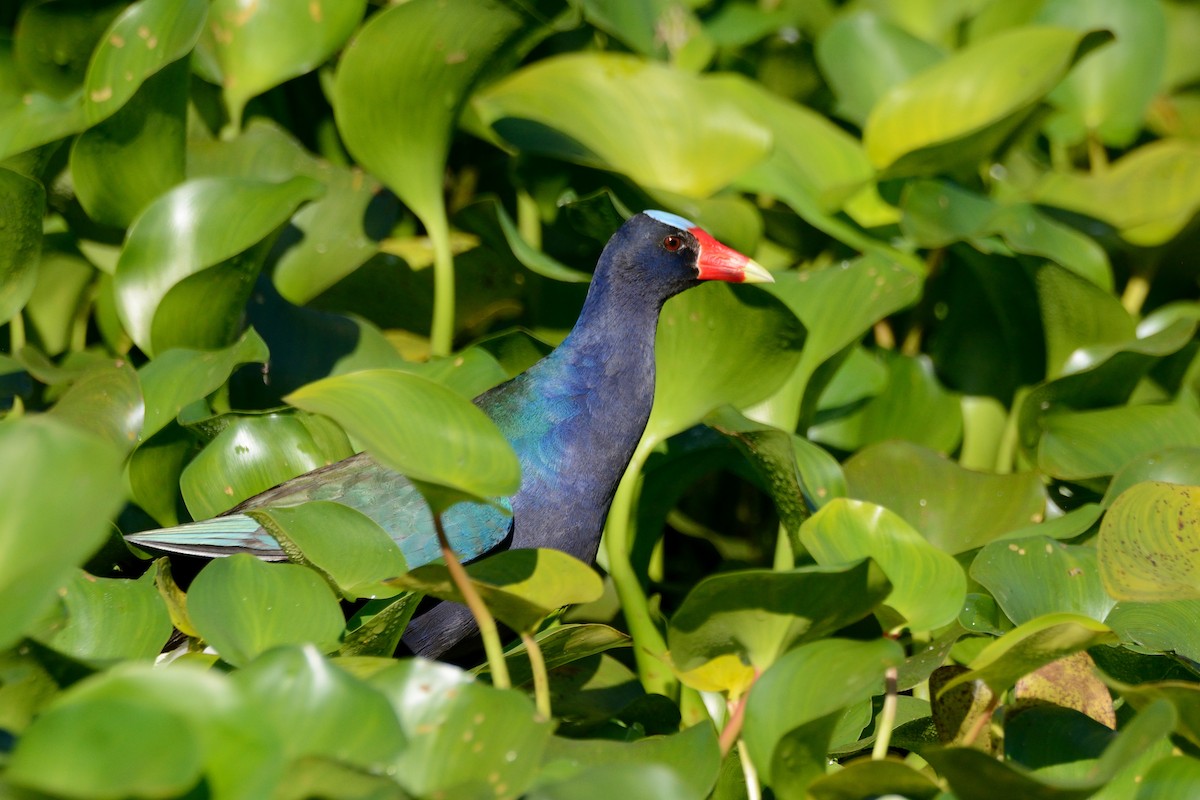 Purple Gallinule - ML249508691