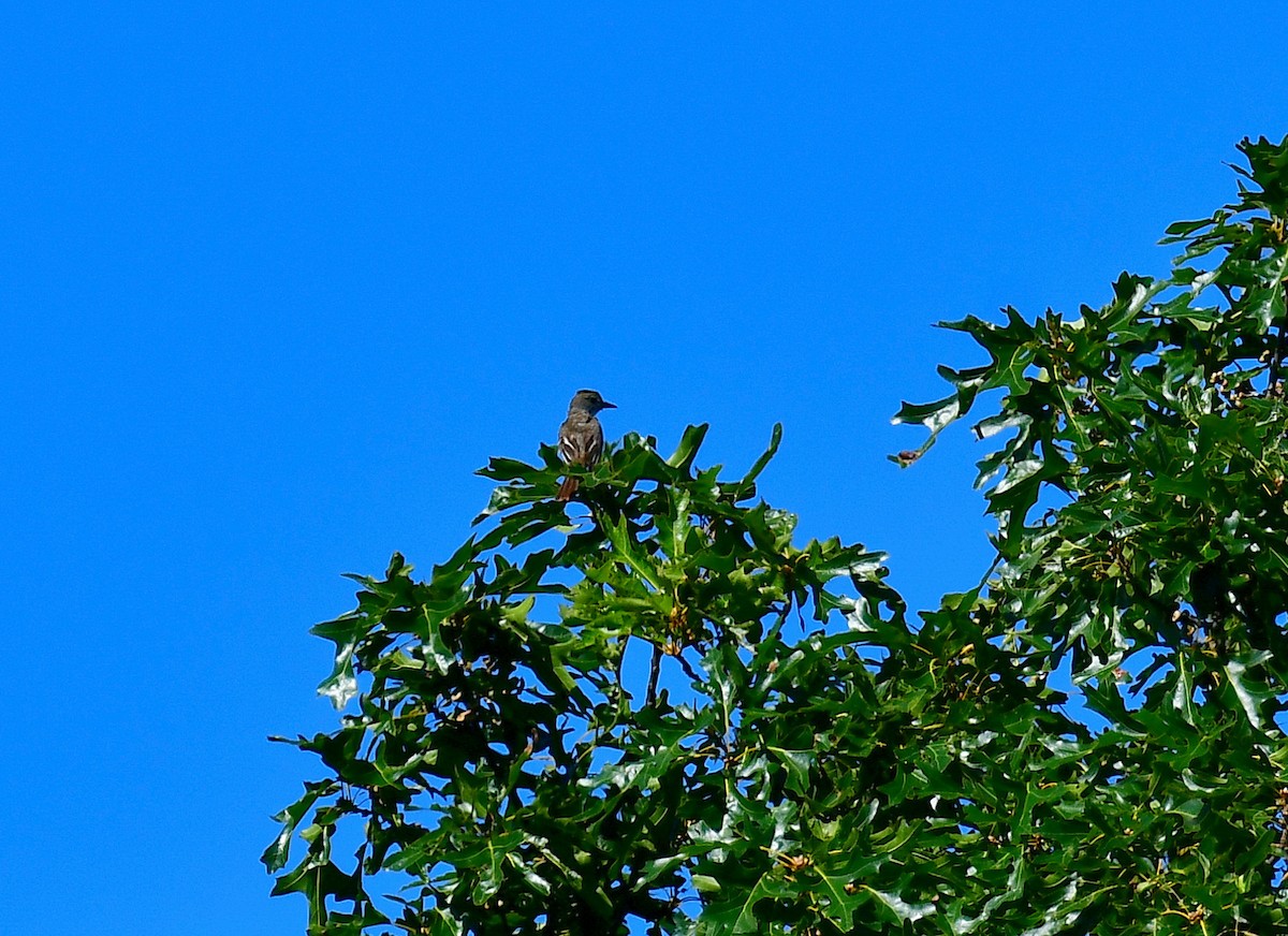 Great Crested Flycatcher - ML249509991