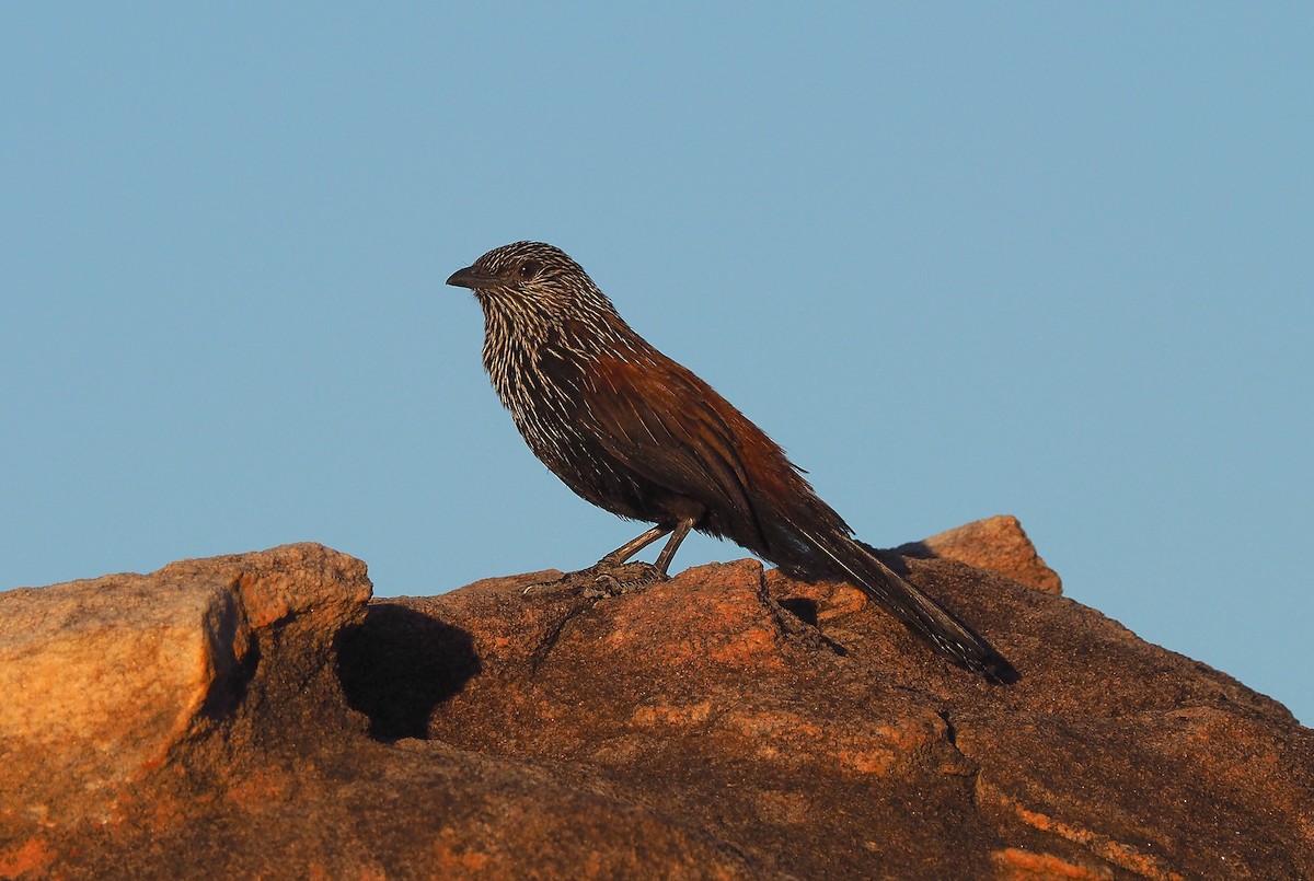 Black Grasswren - ML249510911