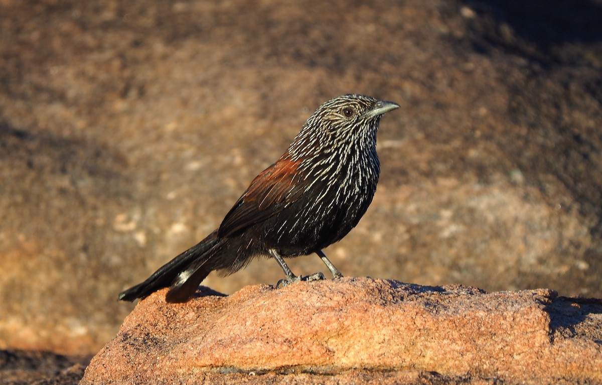 Black Grasswren - ML249510991