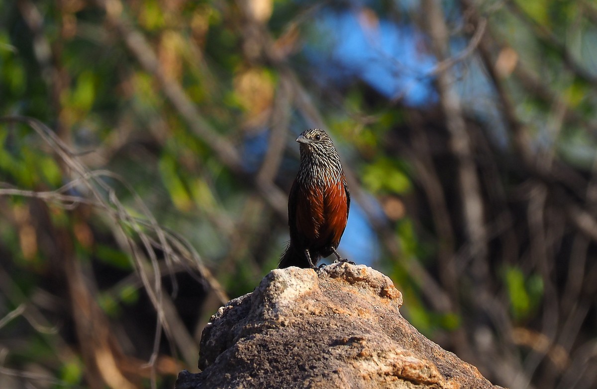 Black Grasswren - ML249511101