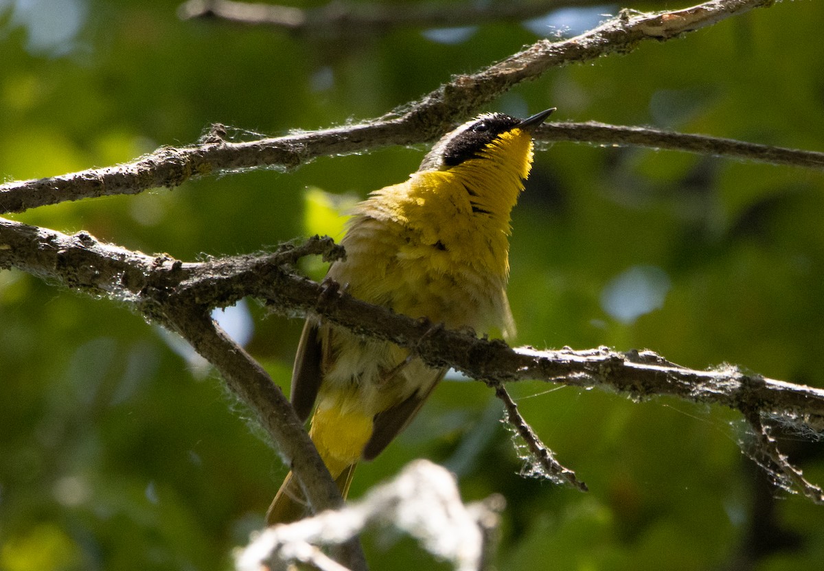 Common Yellowthroat - ML249511231