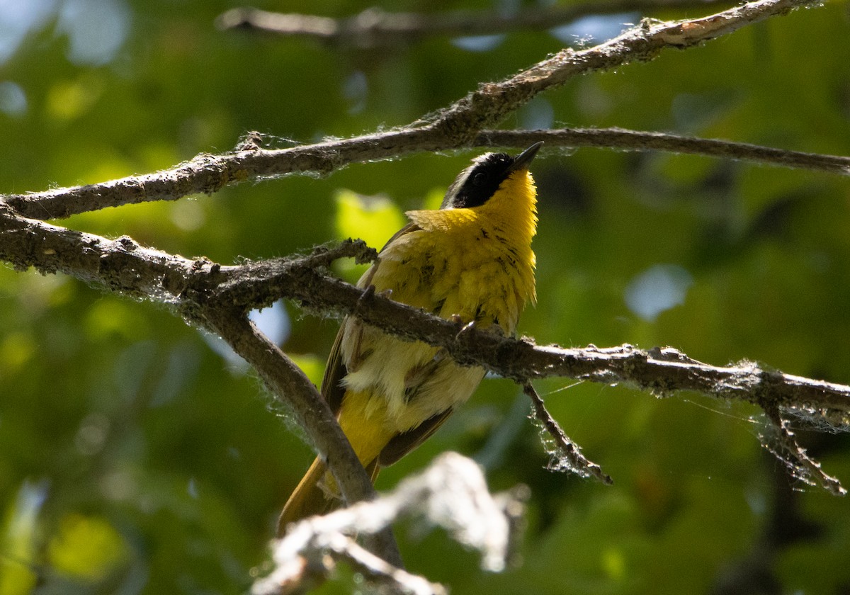 Common Yellowthroat - ML249511251