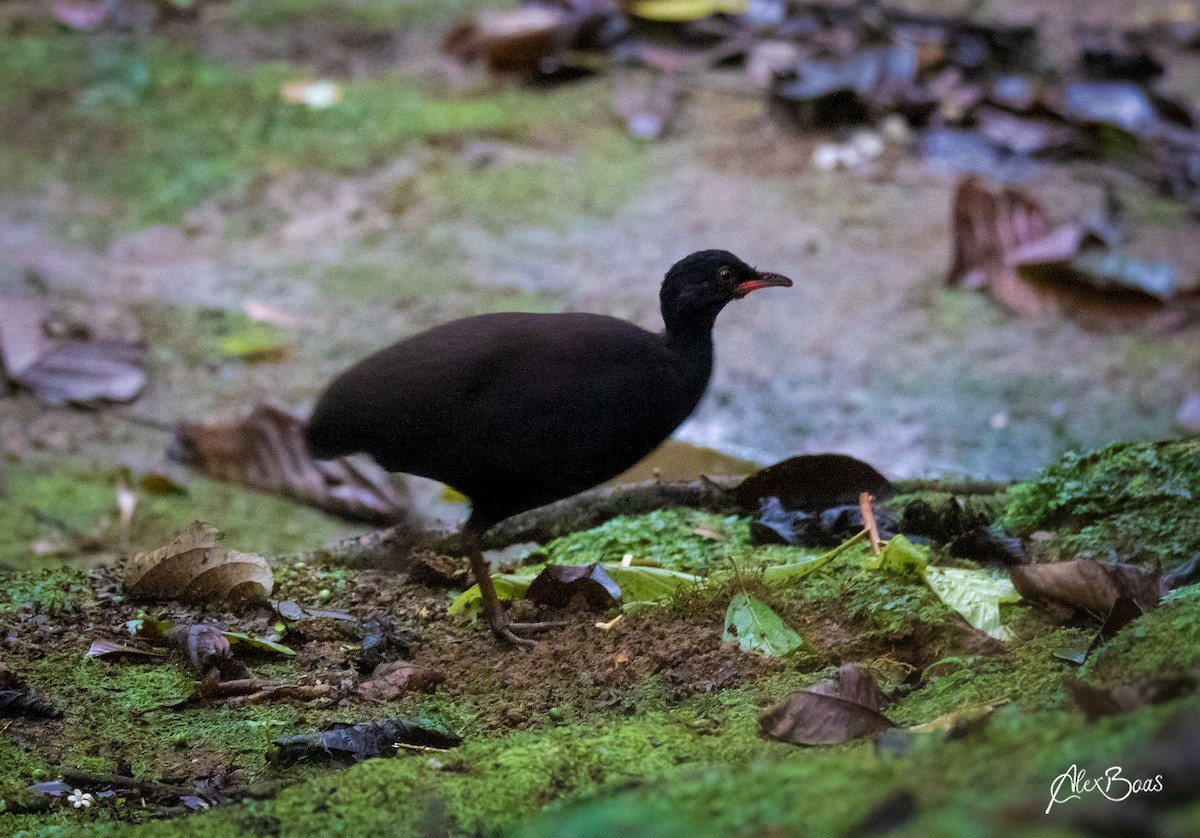 Berlepsch's Tinamou - Alex Boas