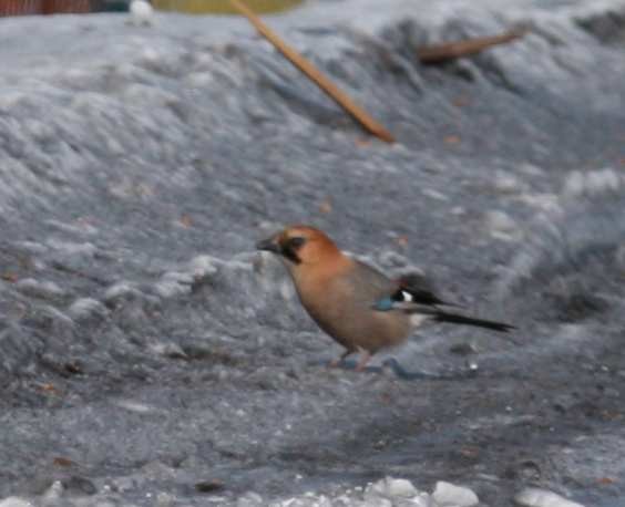 Eurasian Jay - ML249514431