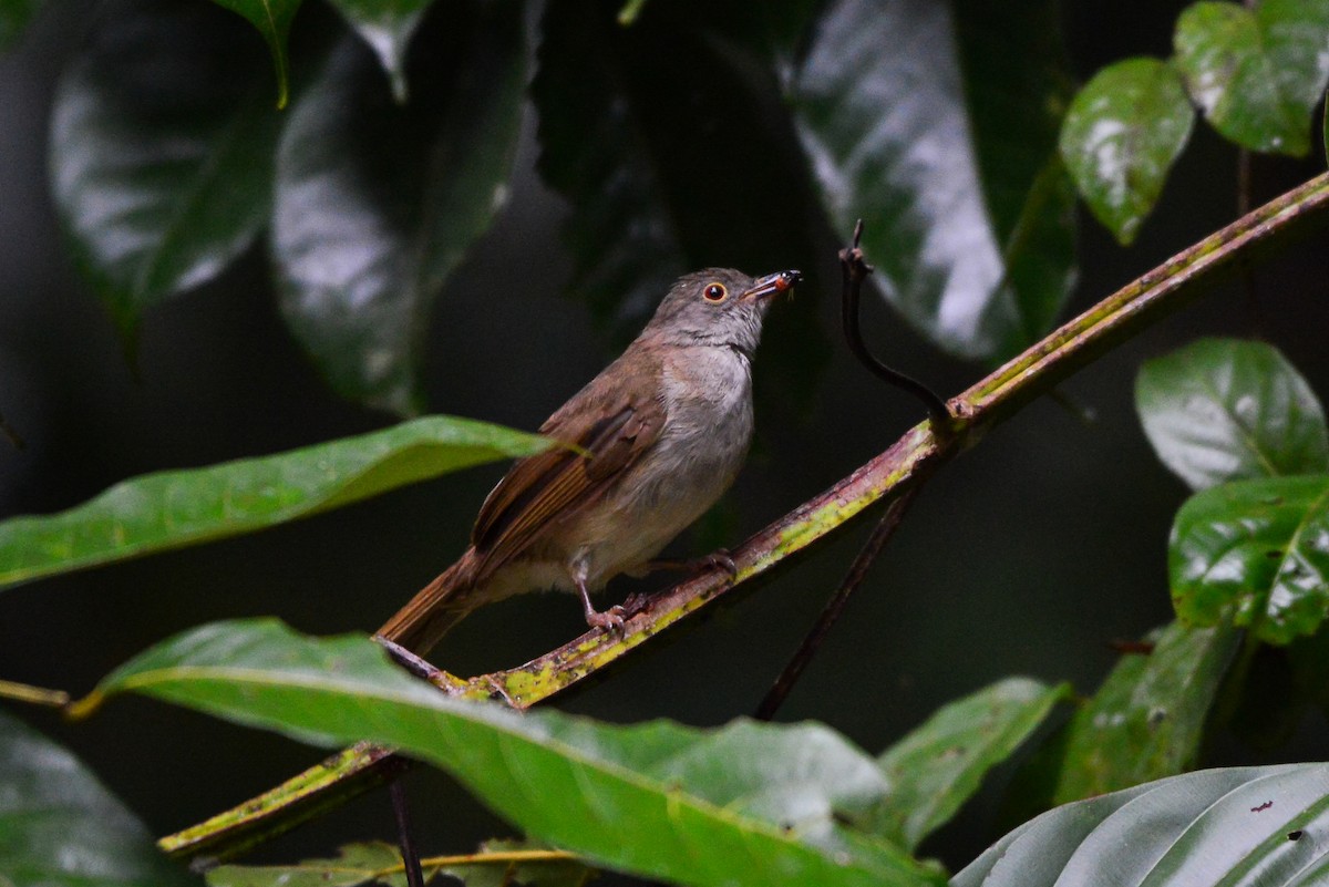 Spectacled Bulbul - ML249515091