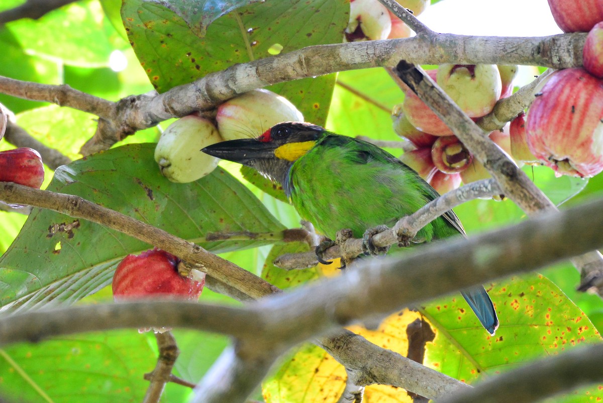 barbet zlatovousý - ML249515201