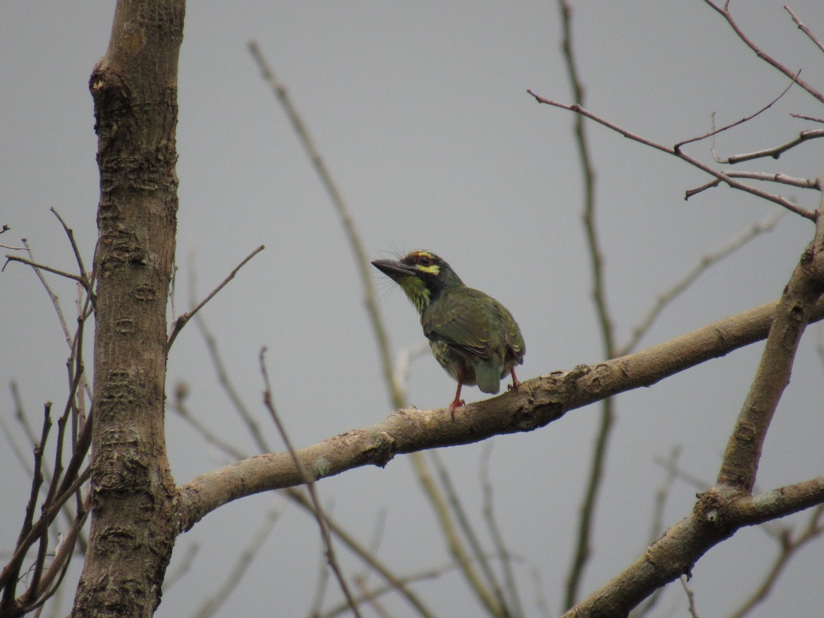 Coppersmith Barbet - ML249518831