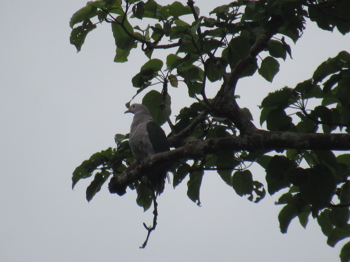 Green Imperial-Pigeon - ML249518881