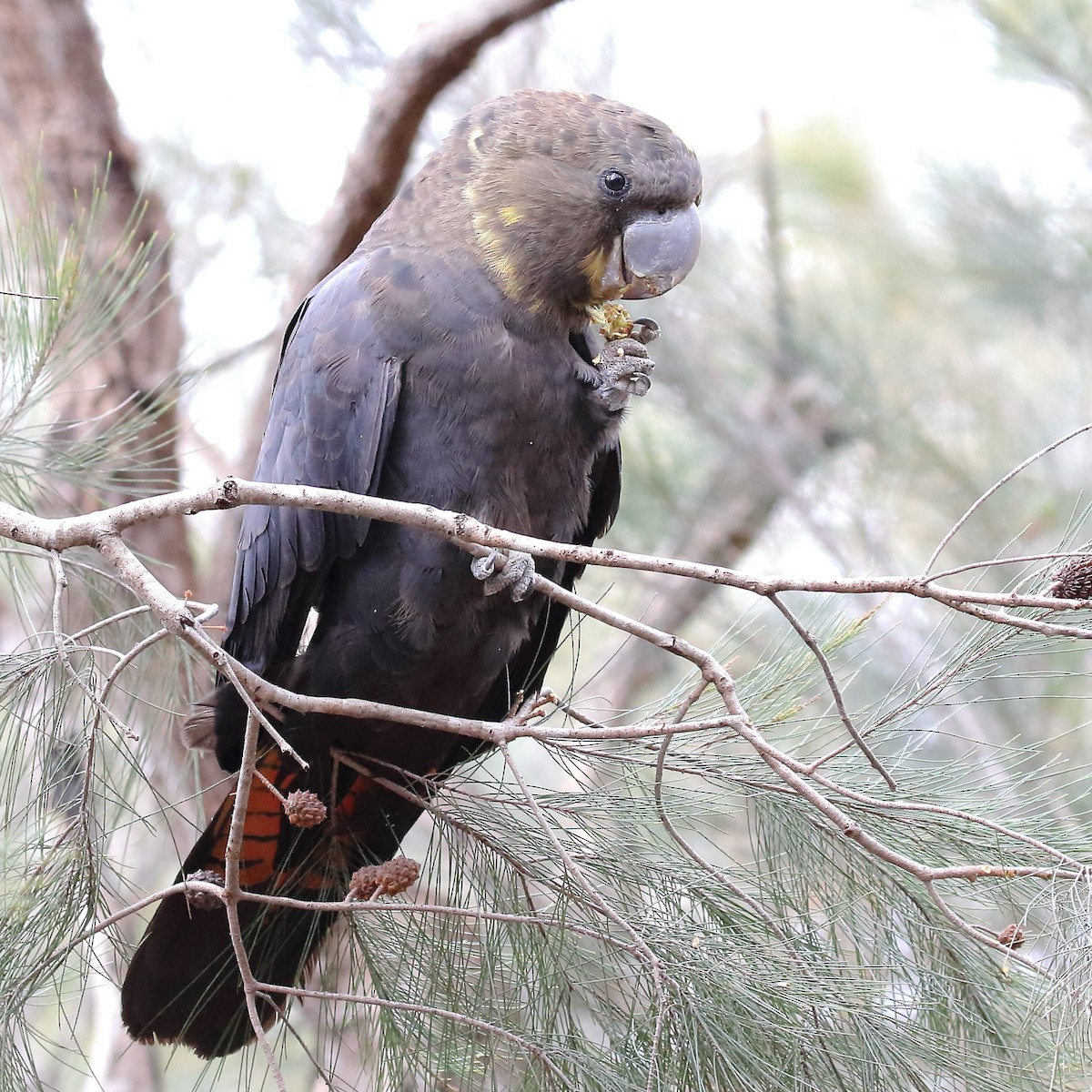 Glossy Black-Cockatoo - ML249520451