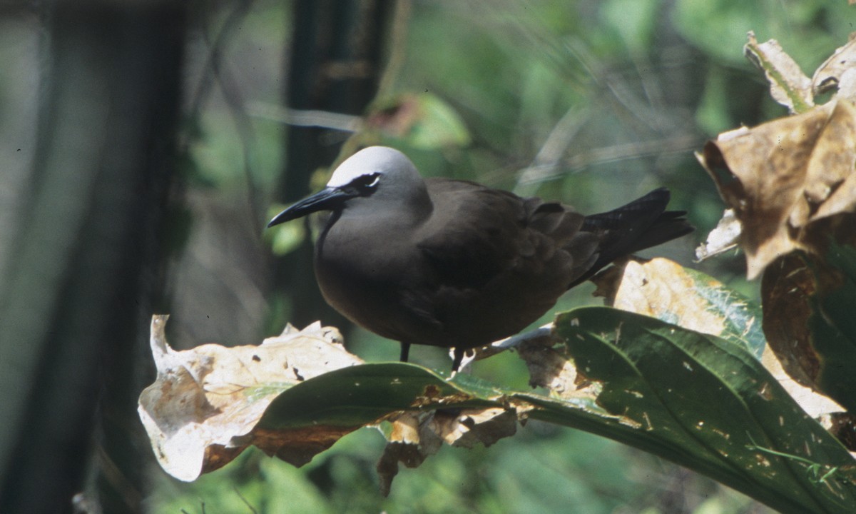 Brown Noddy - ML249522811