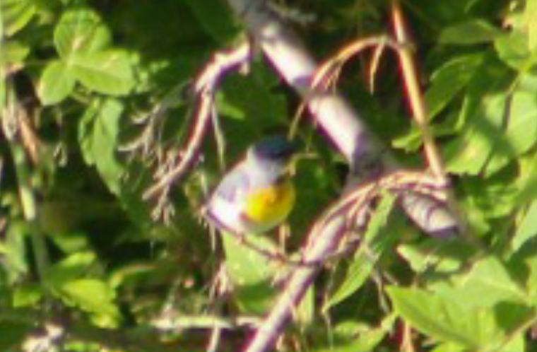 Northern Parula - John Wilson