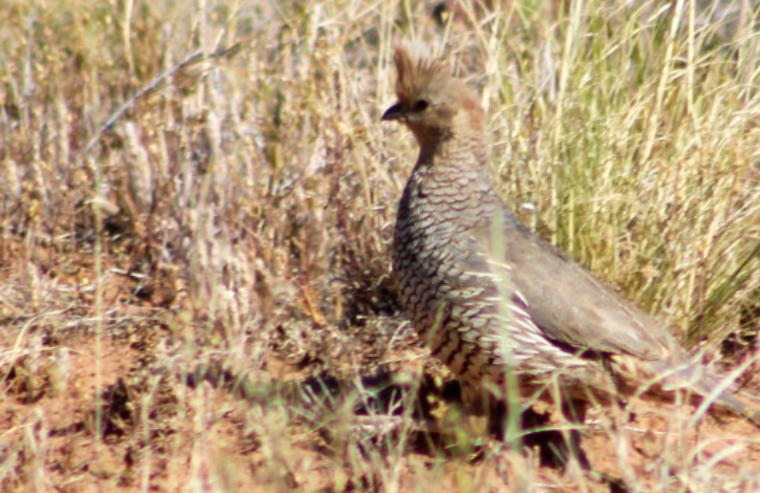 Scaled Quail - John Wilson