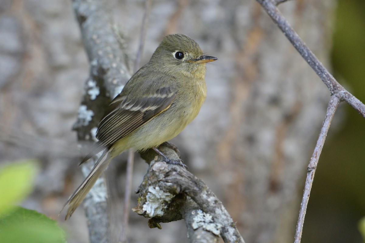 Western Flycatcher (Pacific-slope) - ML249524671