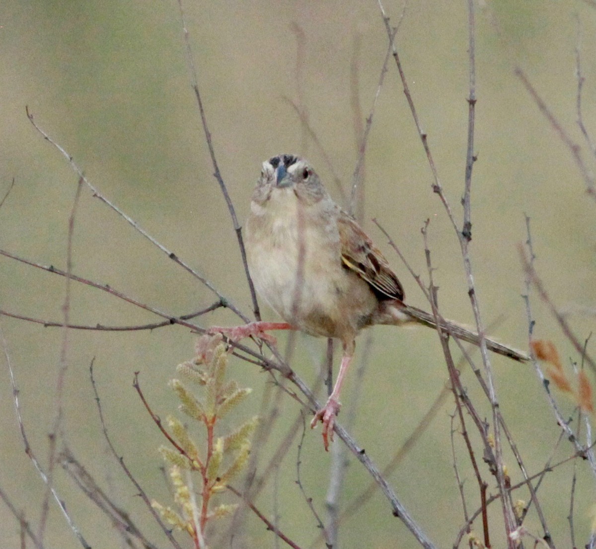 Botteri's Sparrow - ML249525131