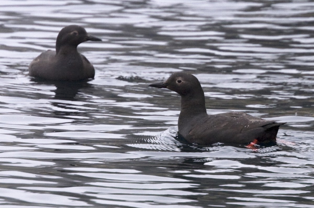 Pigeon Guillemot (snowi) - Alan Burger