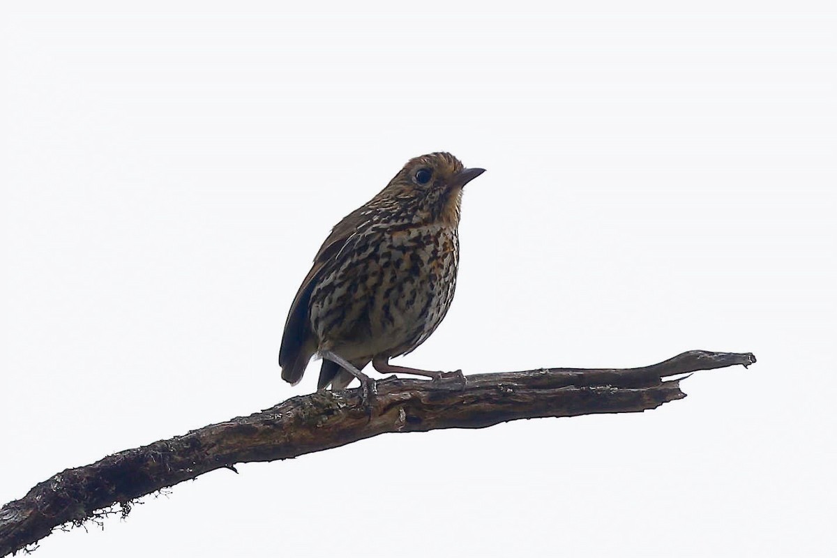 Stripe-headed Antpitta - ML249527661