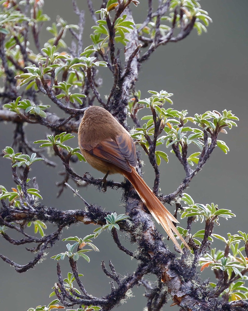 Tawny Tit-Spinetail - ML249527961