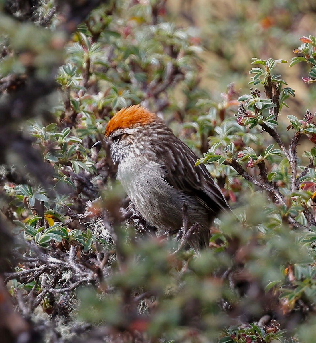 White-browed Tit-Spinetail - ML249528001