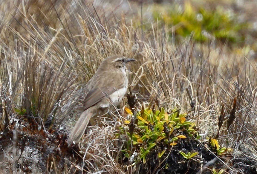 Streak-throated Canastero - ML249528041