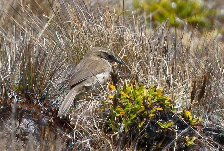 Streak-throated Canastero - ML249528051